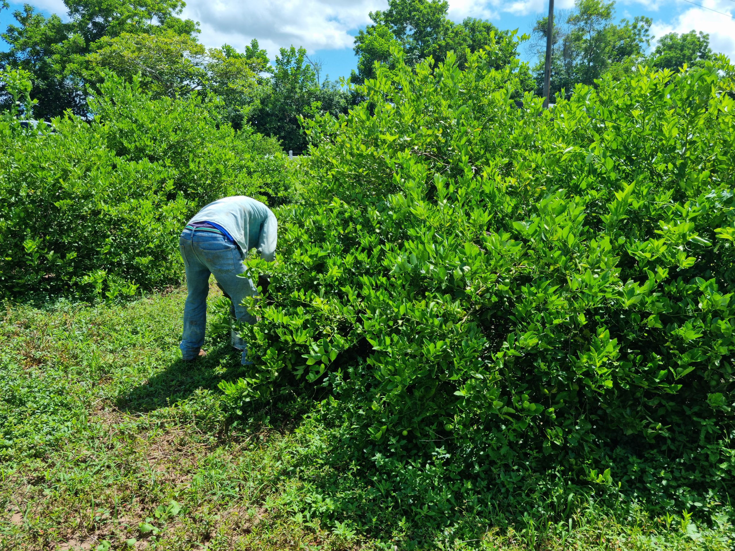 Productores de Limón