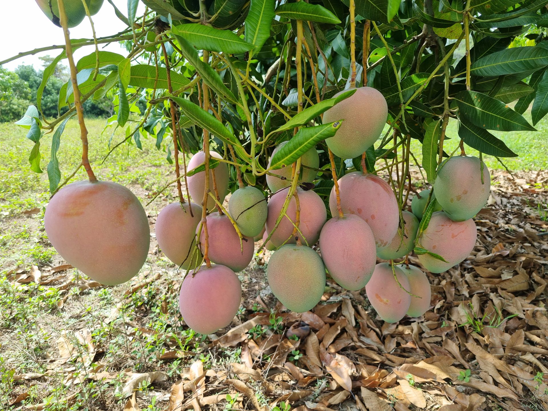 Productores de Mangos