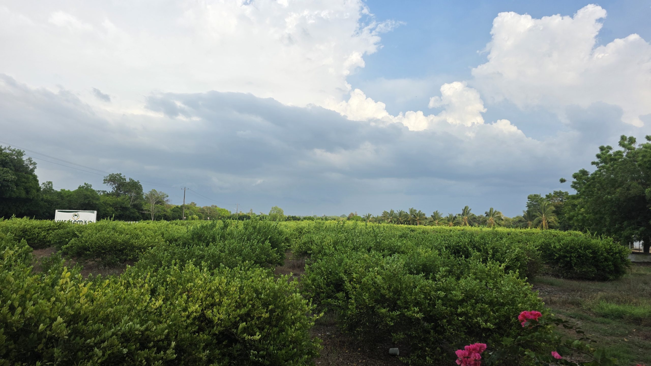 Productores de Limón